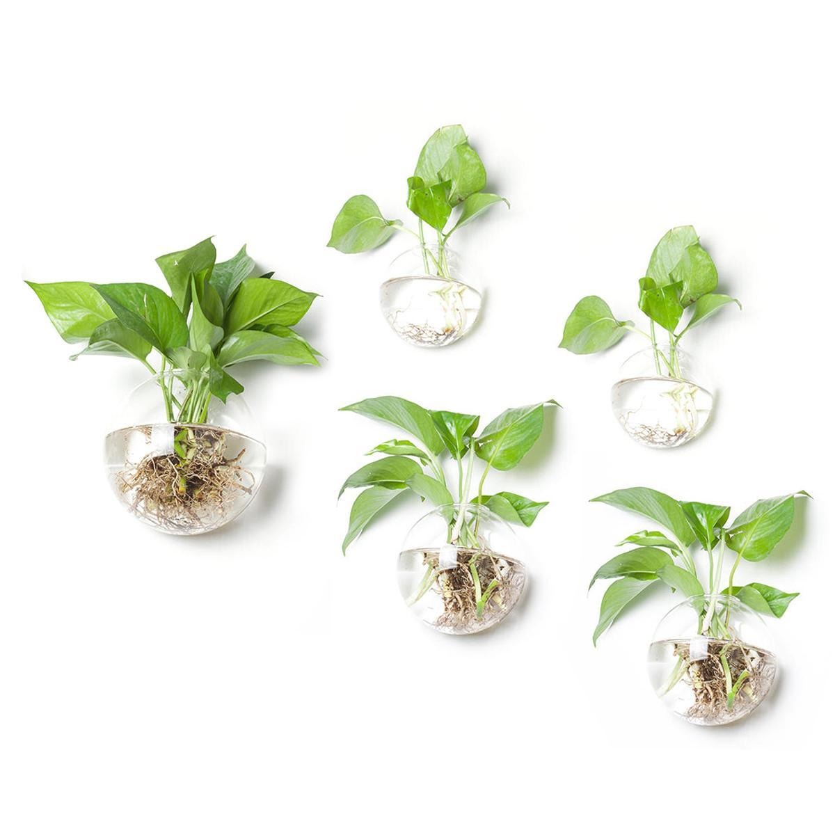 wall terrarium planter Terrarium Wall Pots – House Plant Paradise
