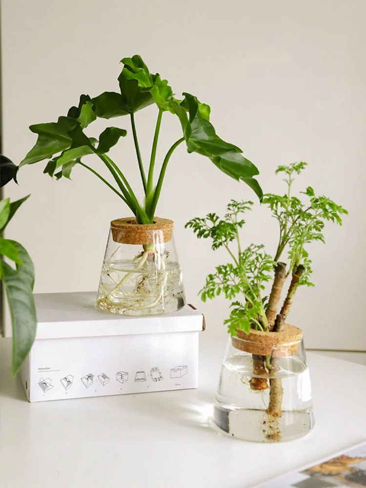hydroponic plant propagation Hydroponic Propagation Jars – House Plant Paradise