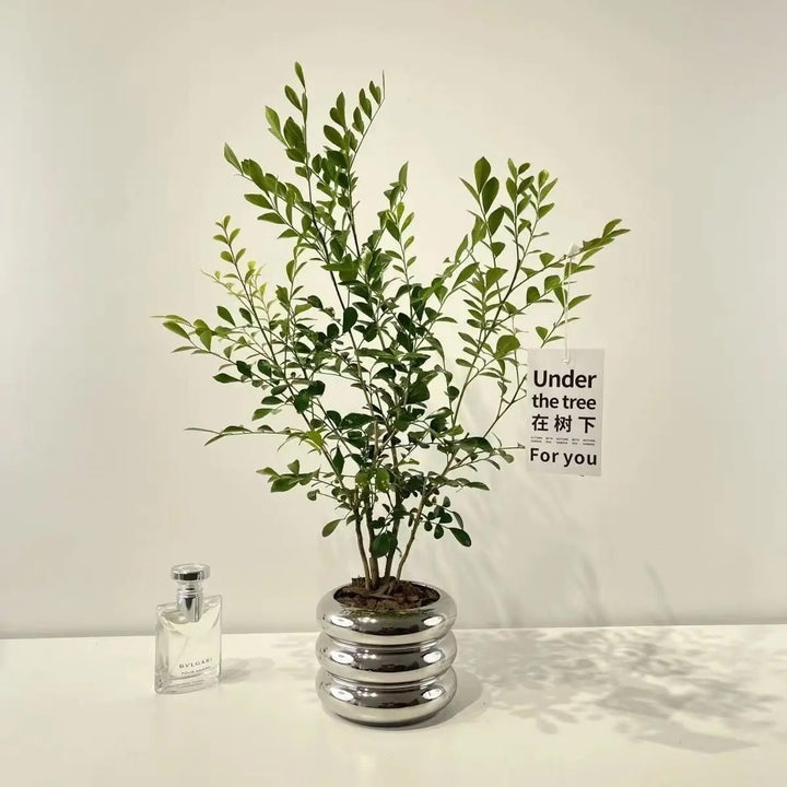 chrome plant pot Stacking Chrome Planter – House Plant Paradise
