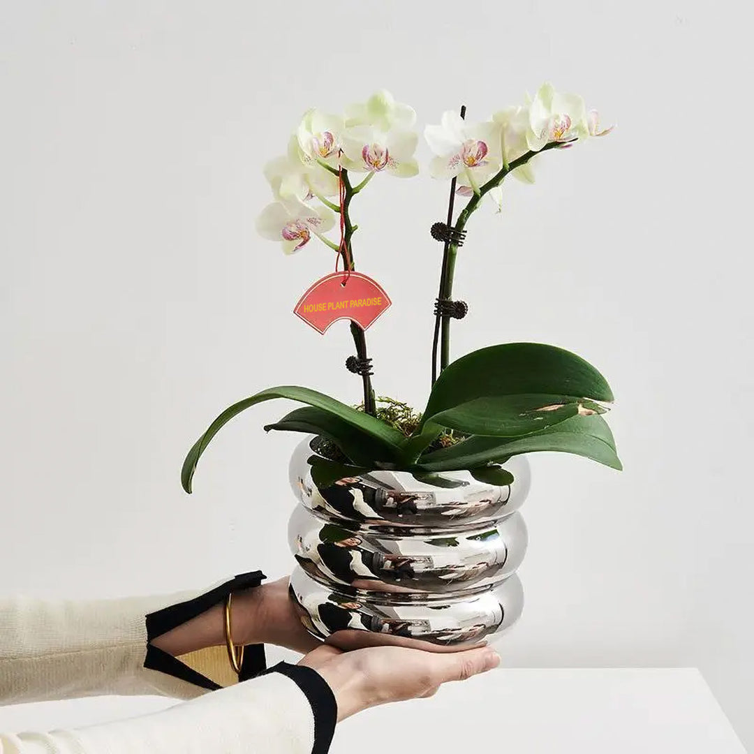 Stacking Chrome Planter – House Plant Paradise