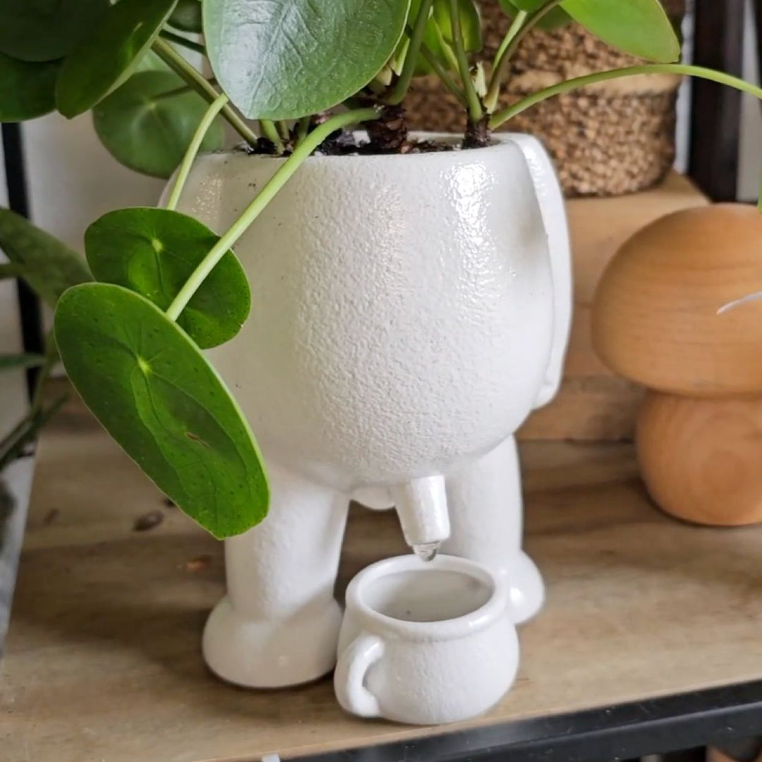 The Willy Pot – House Plant Paradise