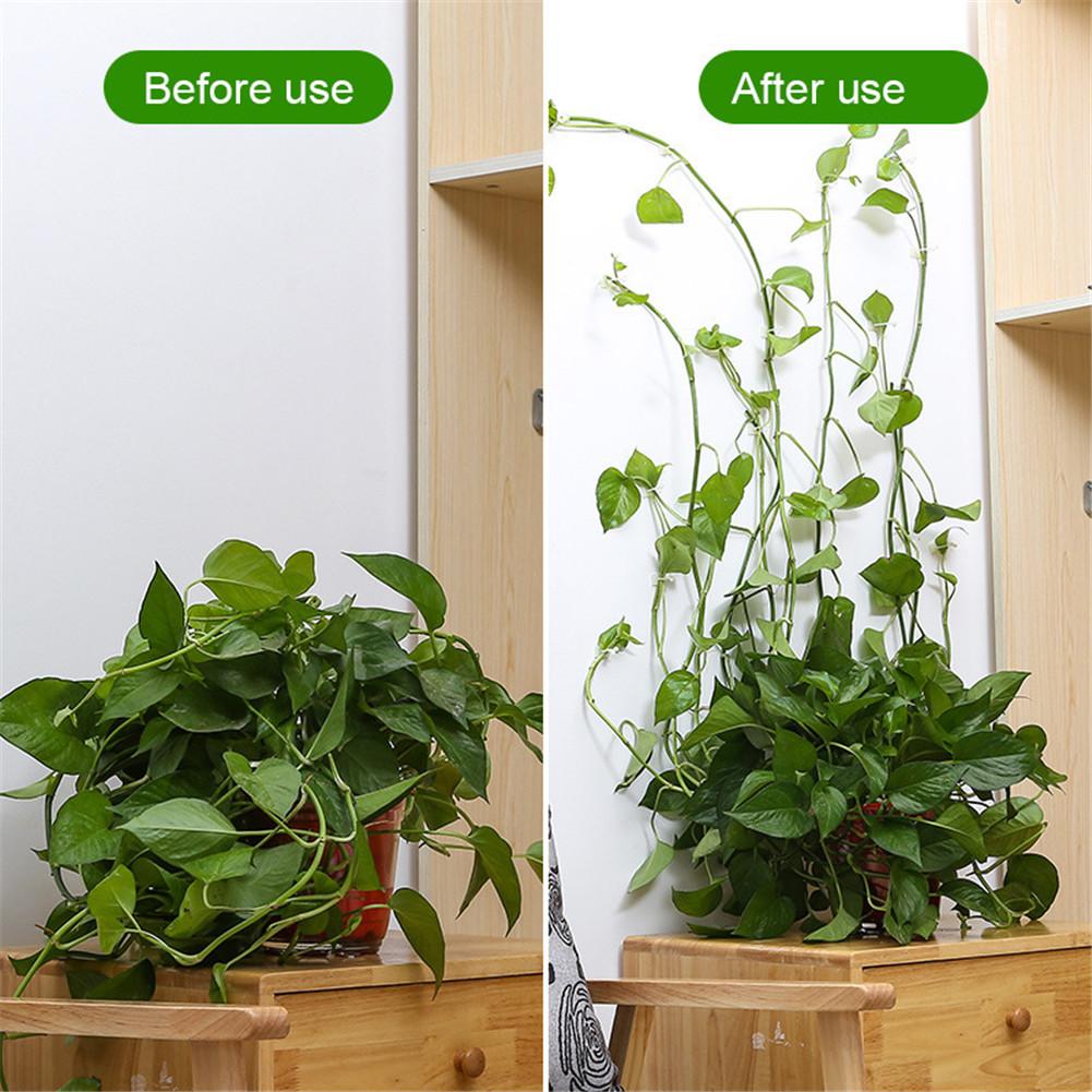 crawling plants indoor Plant Climbing Wall Fixture Clips – House Plant Paradise
