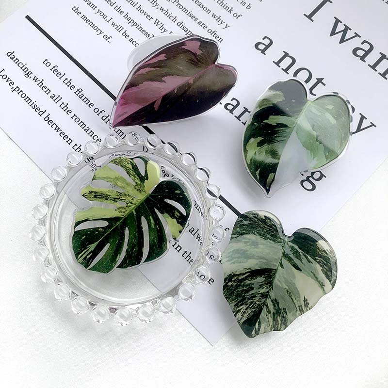 philodendron plugs Philodendron Sockets – House Plant Paradise