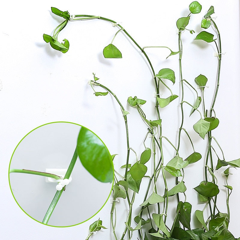 indoor climbing plant wall clips Plant Climbing Wall Fixture Clips