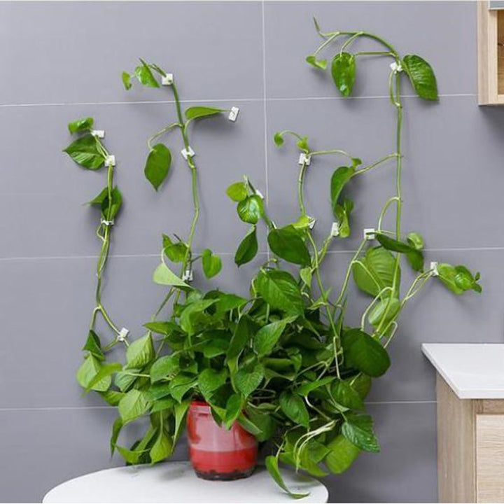 Plant Climbing Wall Fixture Clips – House Plant Paradise