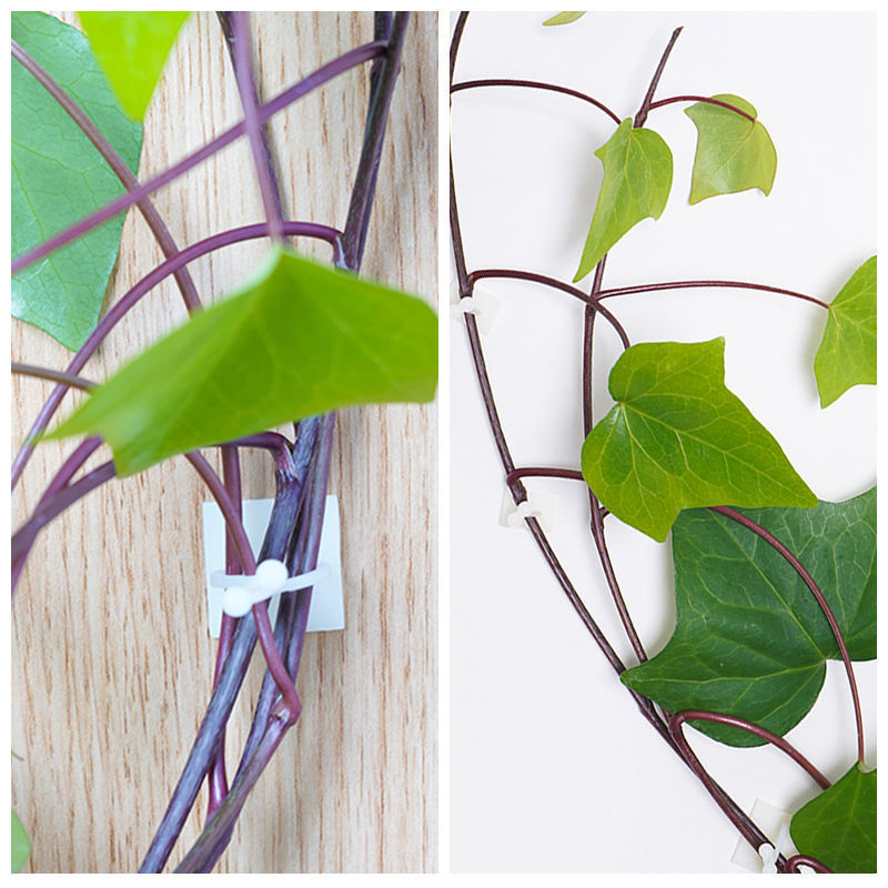 indoor plant wall clips Plant Climbing Wall Fixture Clips – House Plant Paradise